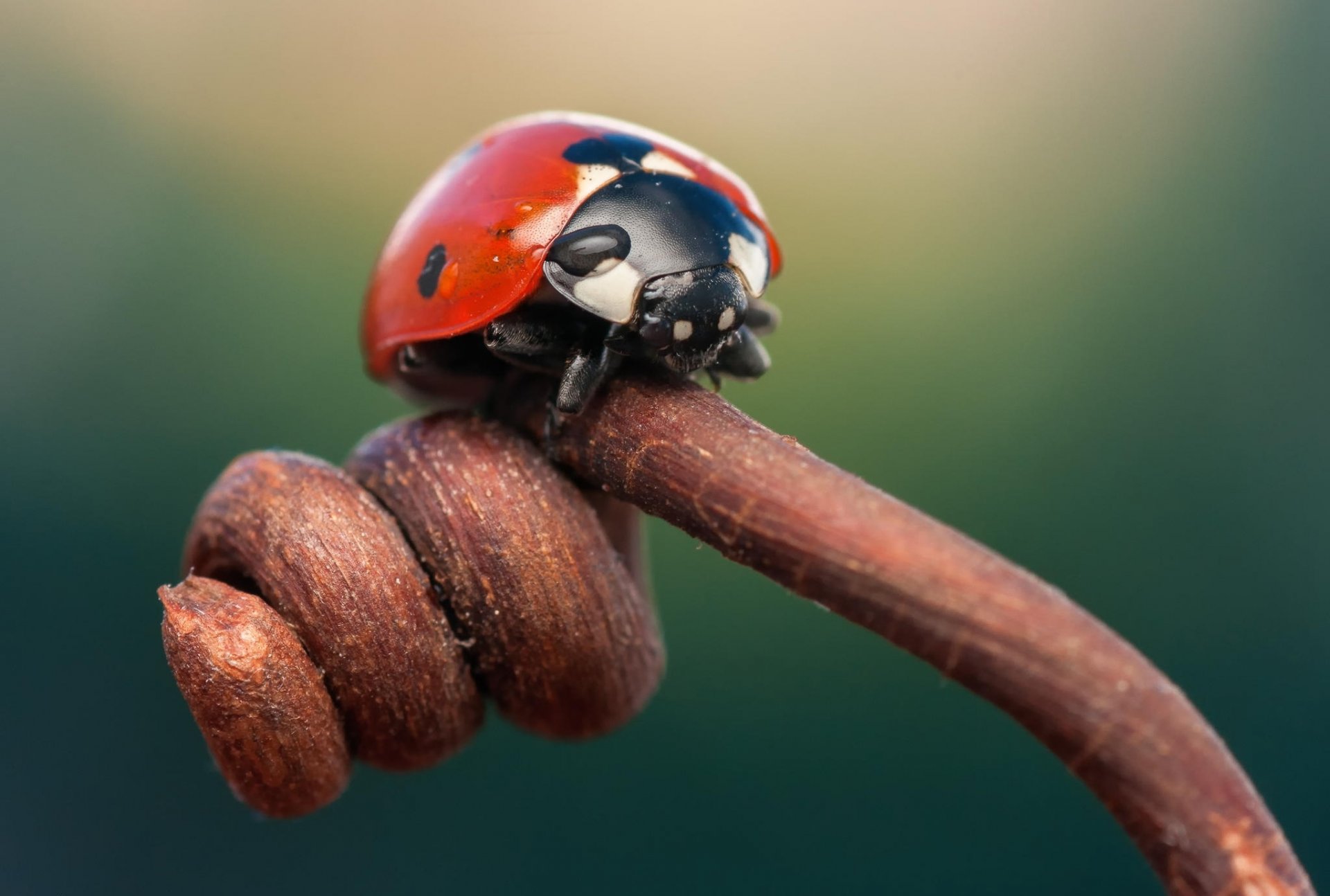 macro insetto coccinella ramo