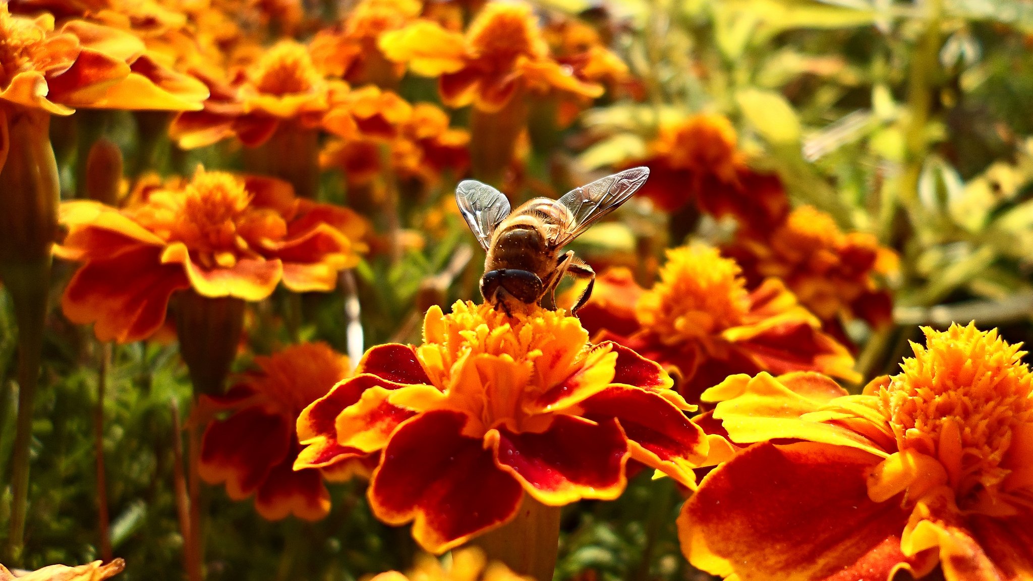 sommer blumen blume biene biene sammelt nektar 5-12sekunden lieferung nektar im bienenstock dauert 15 minuten bokeh tapete