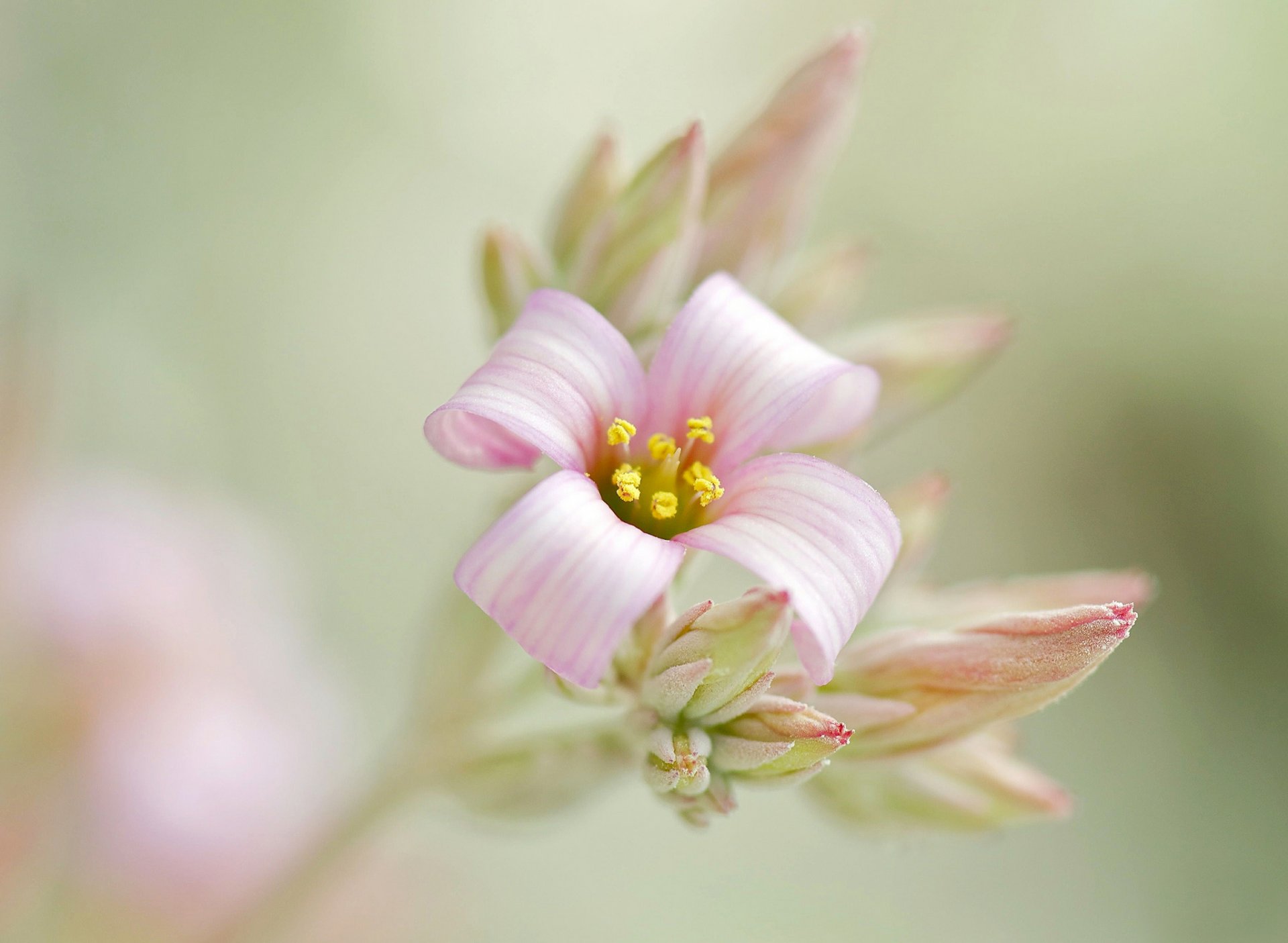 ramo fiore rosa boccioli di fiori infiorescenza sfondo