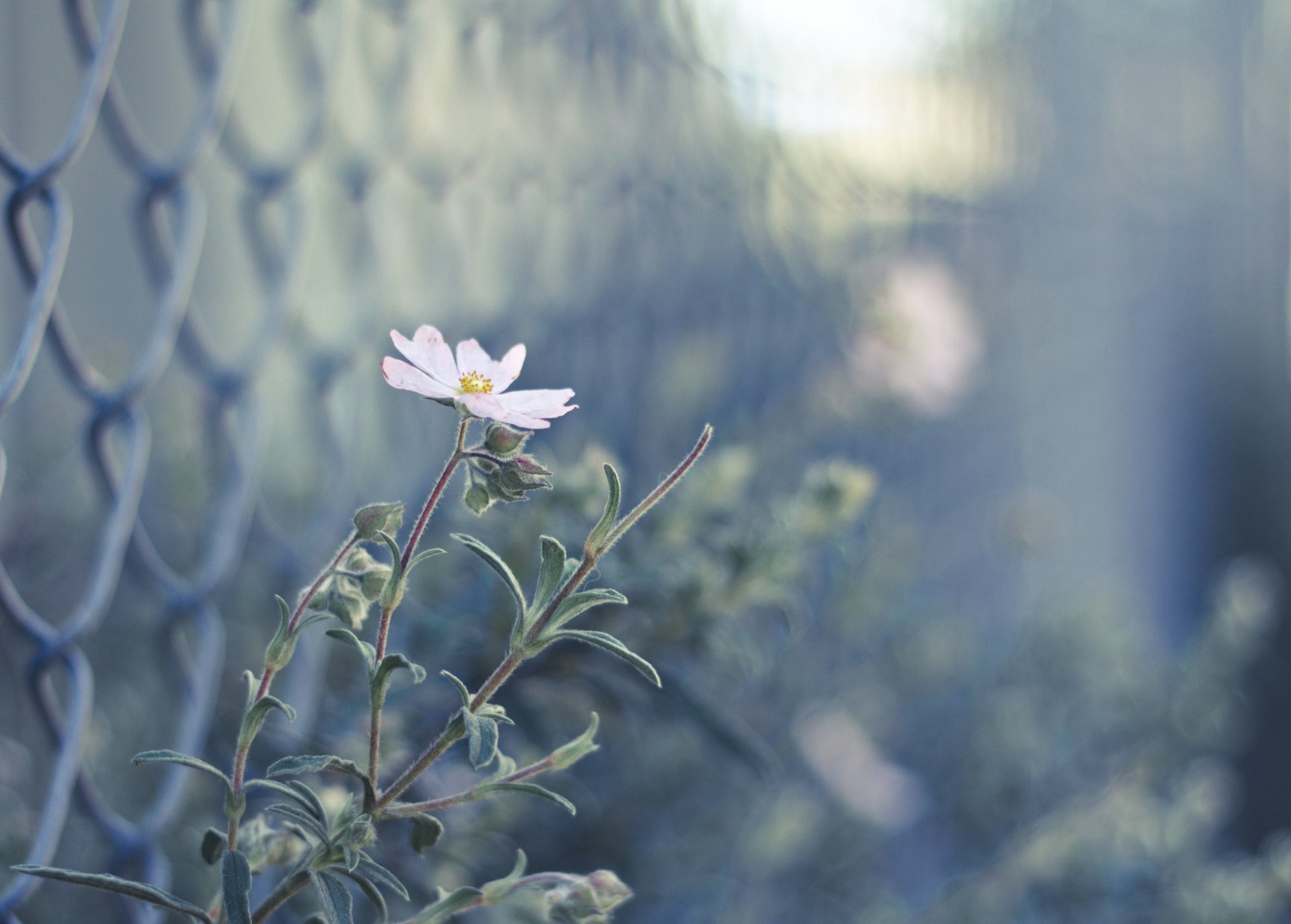 fence flower pink buds blur