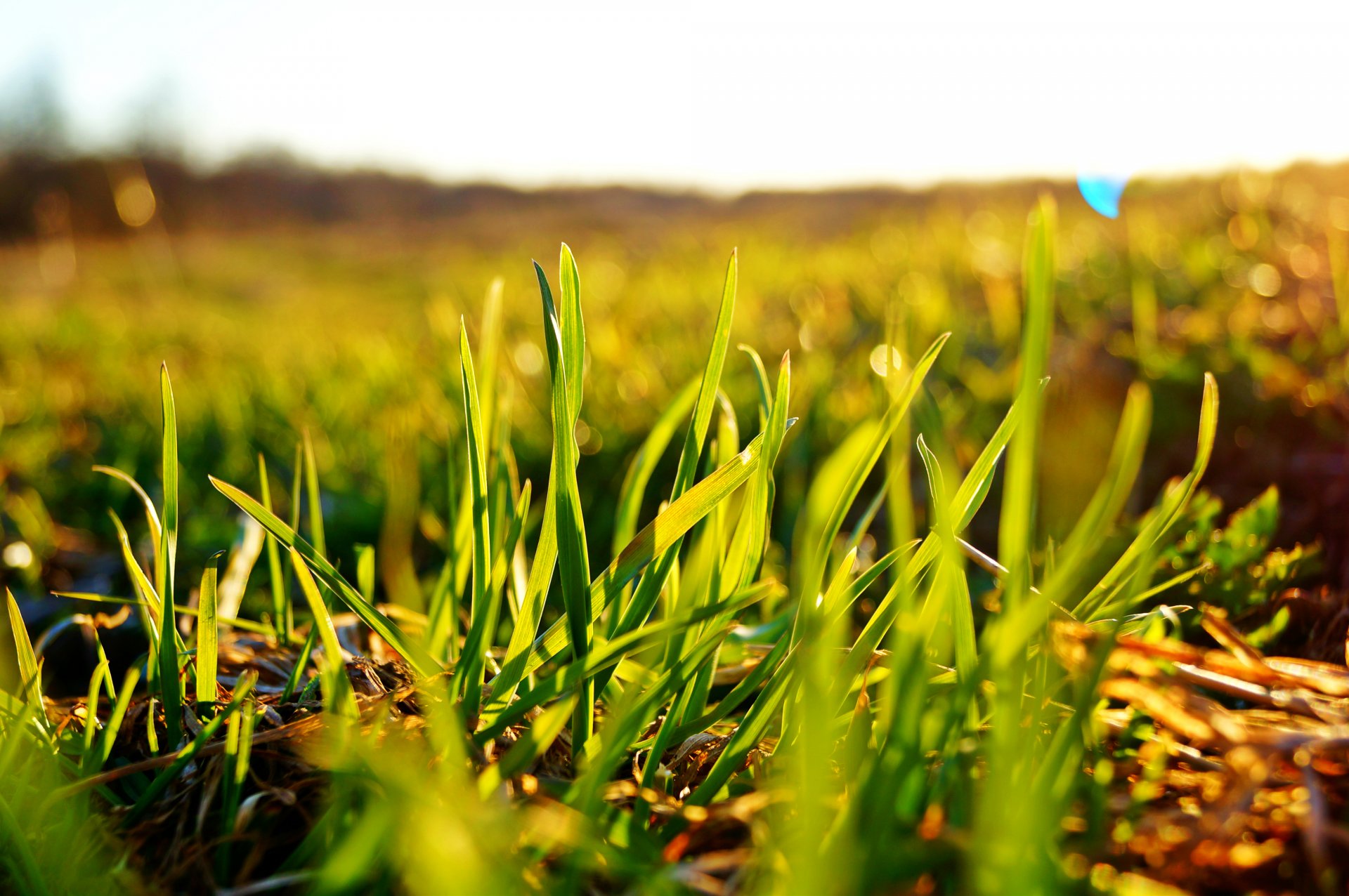 herbe champ vert gros plan bokeh soleil ciel