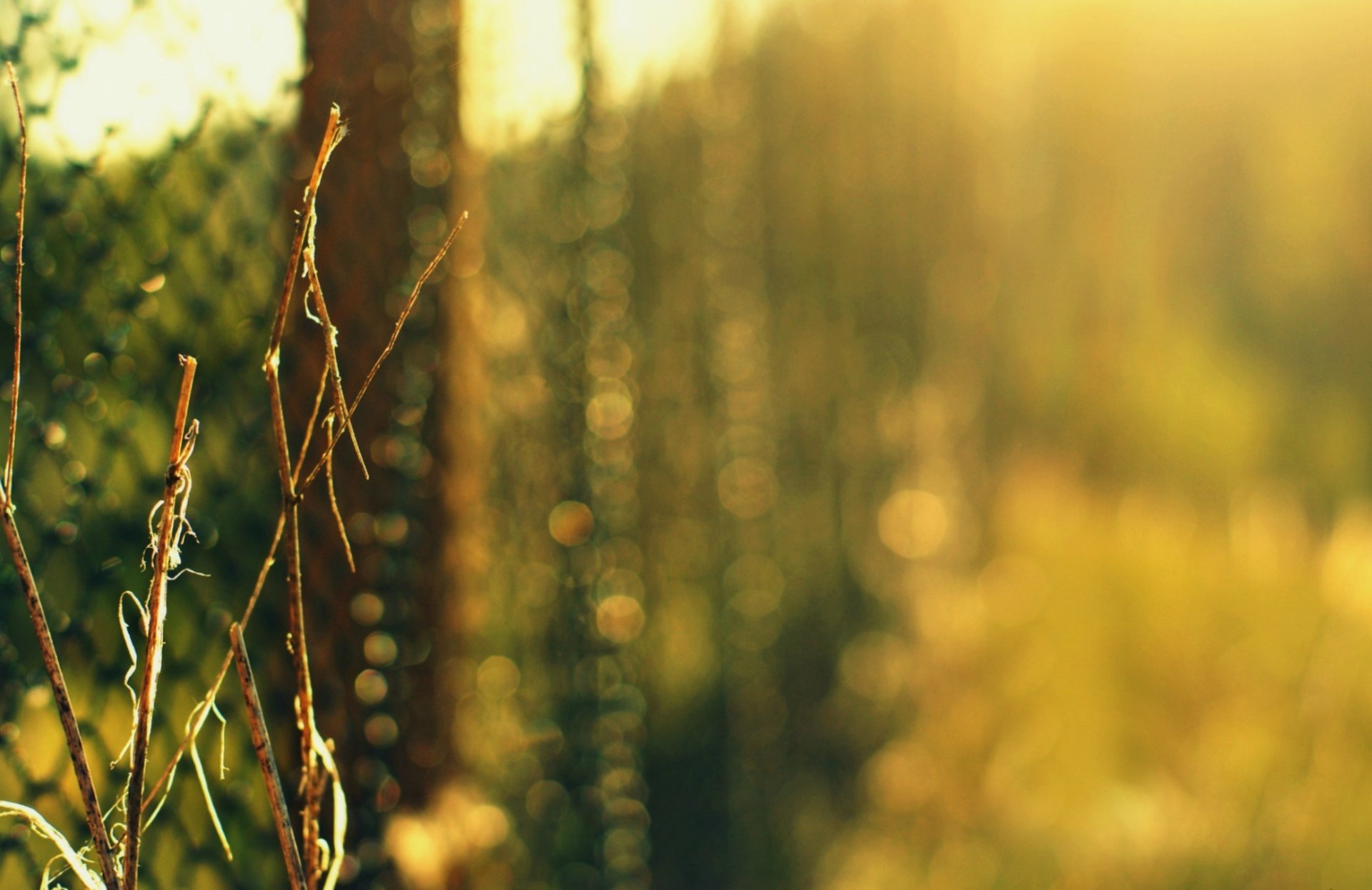 clôture maille herbe verdure buisson branches nature bokeh flou gros plan