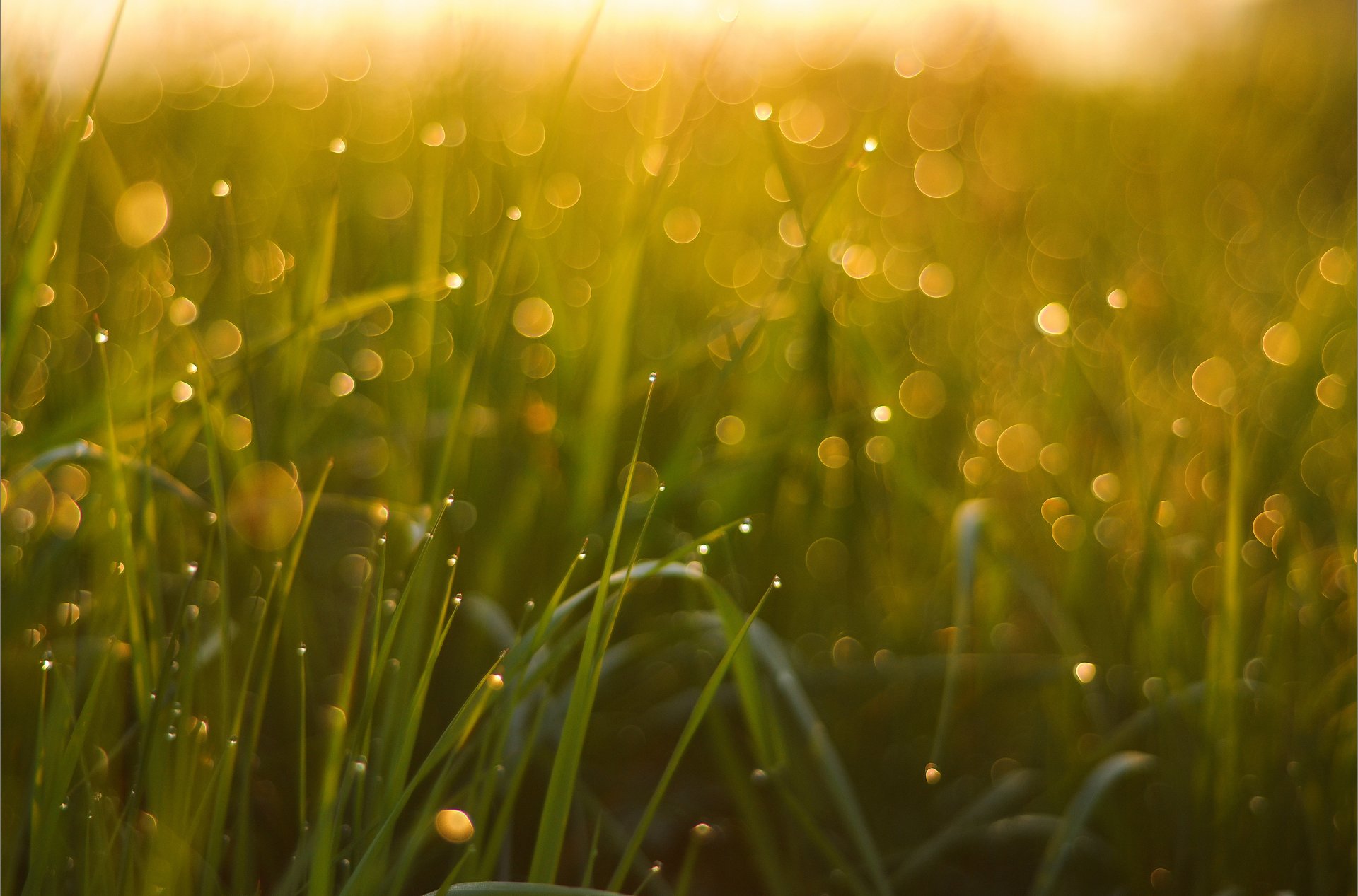 gros plan herbe rosée bokeh