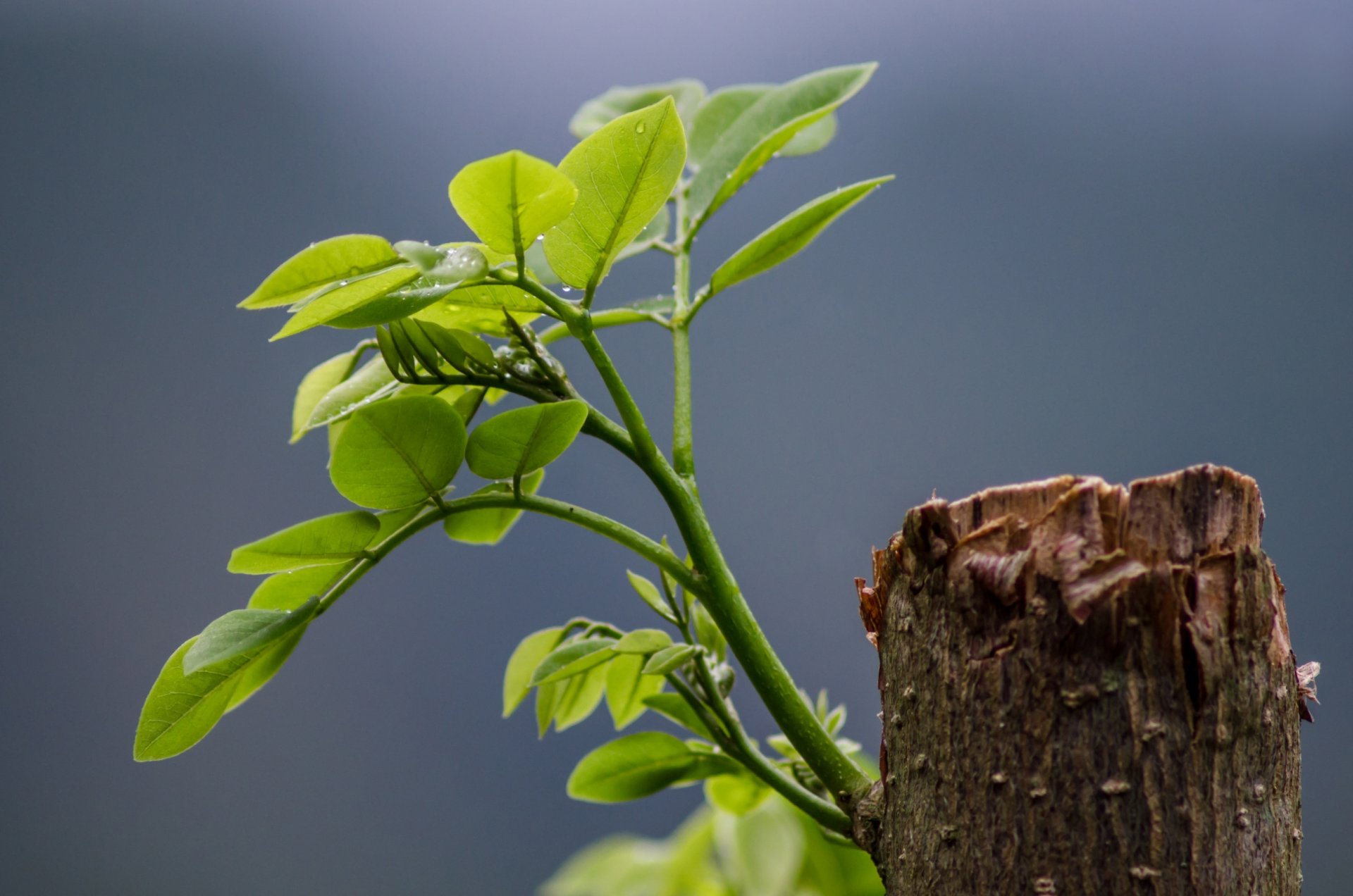 the germ leaves life