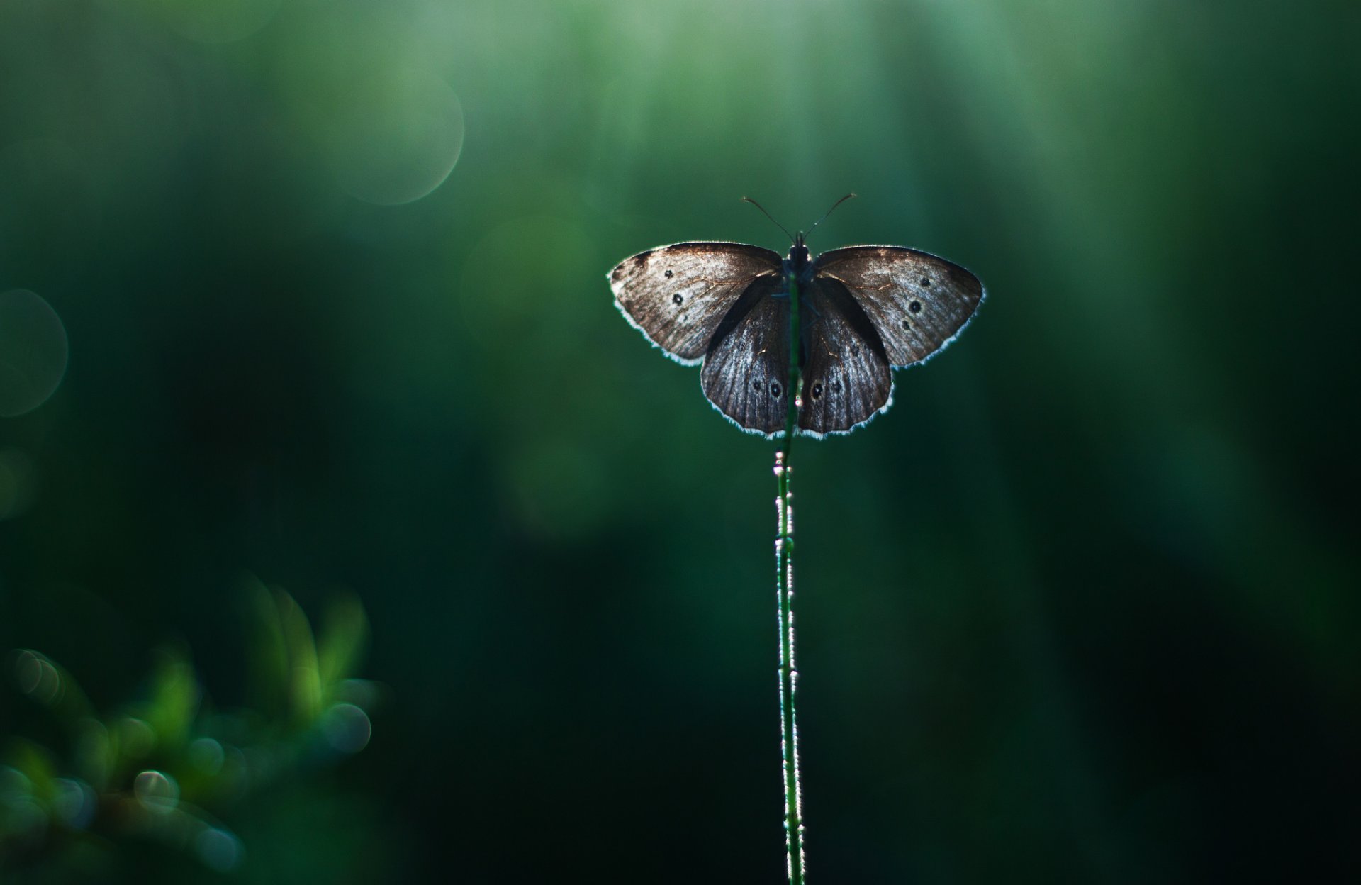 canne papillon fond éblouissement rayons