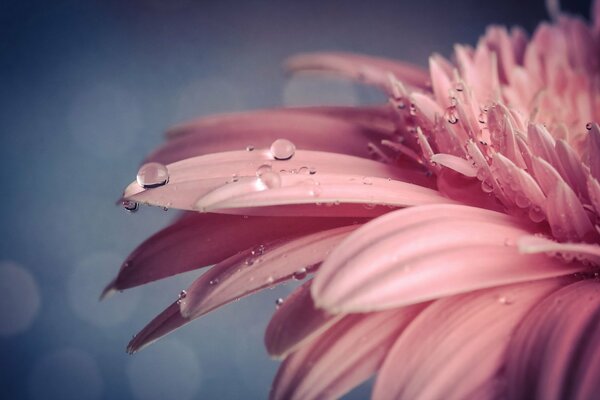 Gerbera rose tendre dans des gouttes d eau