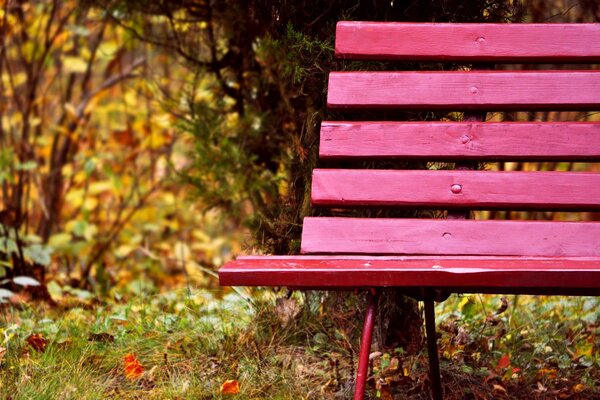 Banco rosa en el parque de otoño