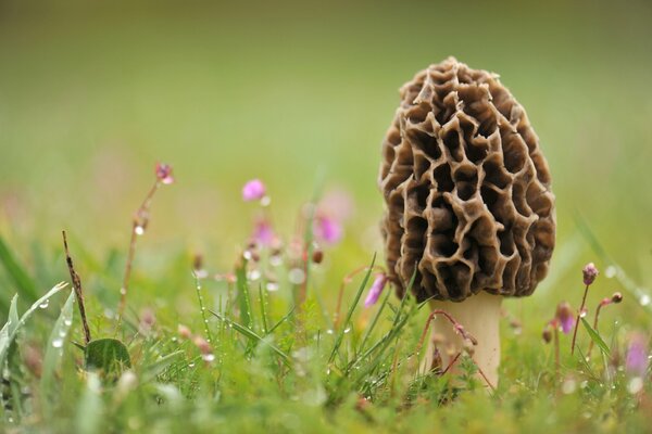 Morel mushroom on the field