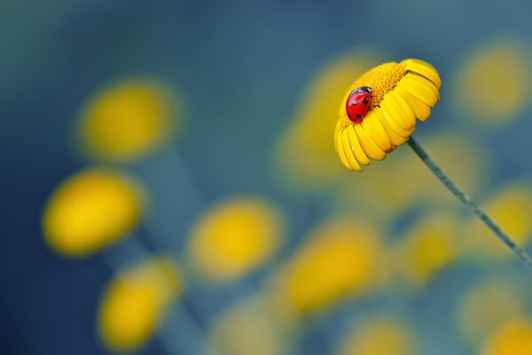 Mariquita en pequeñas flores amarillas