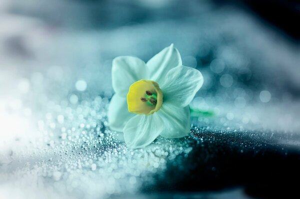 Narcissus on water drops