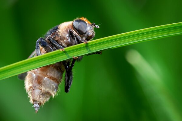 L abeille se repose sur un brin d herbe. Insecte