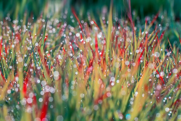 The grass glitters and sparkles in the morning
