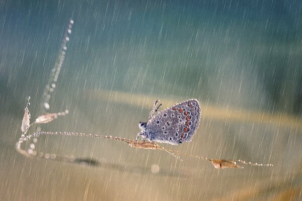 Schmetterling auf nassem Gras