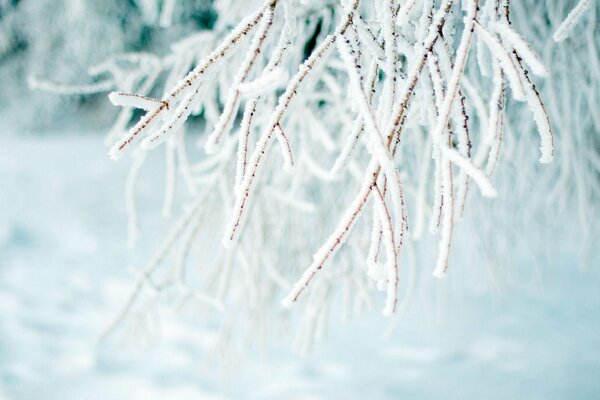 Winter snow tree branches under the snow nature