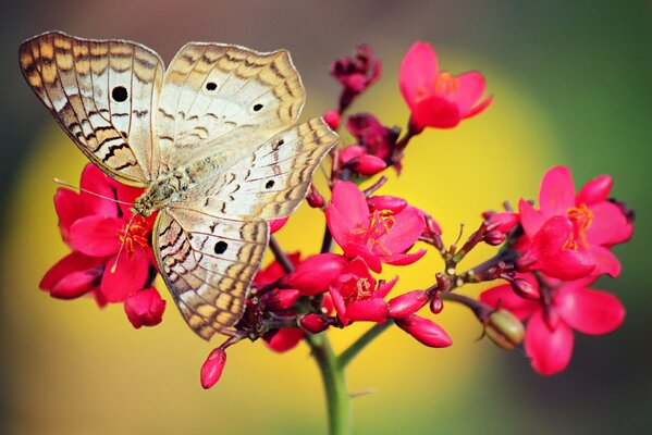 Pink flower , bright butterfly