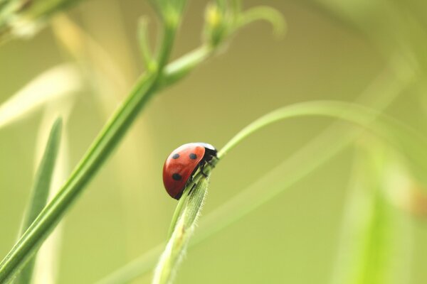 Coccinelle assise sur un brin d herbe