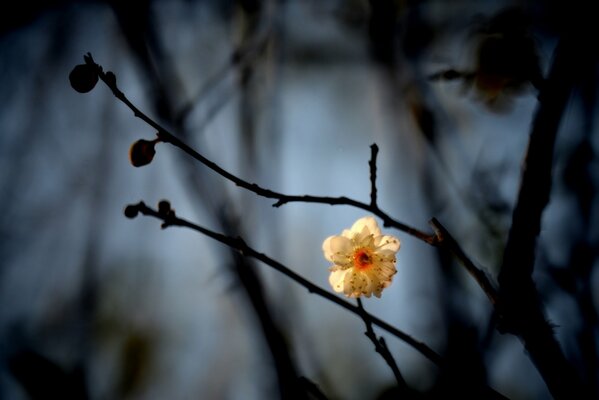 Weiße Blume auf einem Zweig in der Dämmerung