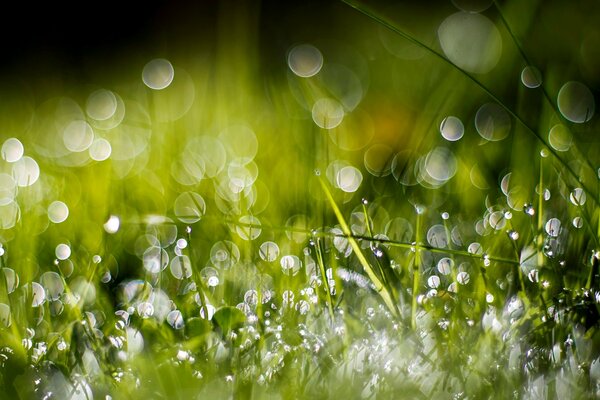 Rosée du matin sur l herbe verte