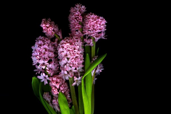 Lilac gives off a shadow in the light