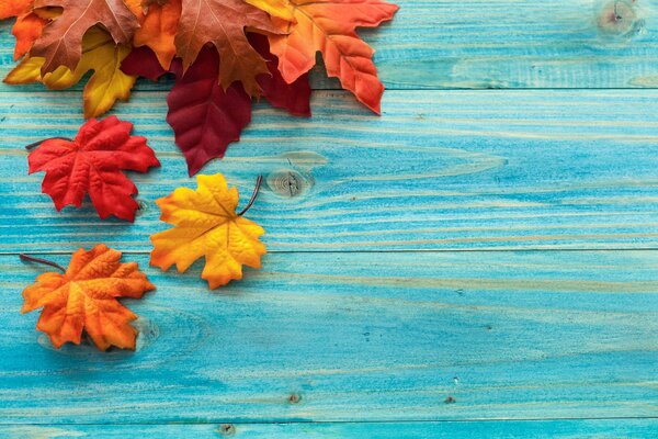 Eine Fülle von herbstlichen Ahornblättern auf türkisfarbenen Brettern