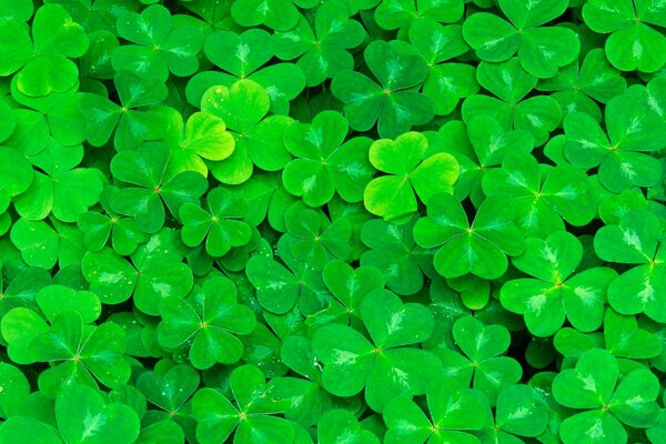 Juicy greens of clover leaves