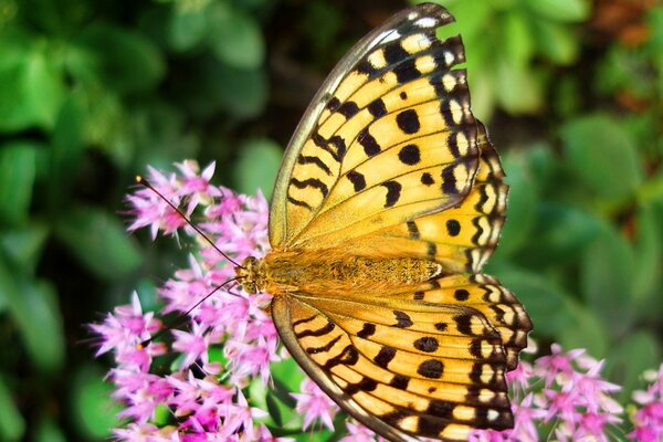 A yellow butterfly sat on the flowers