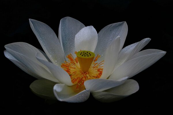 Loto blanco sobre fondo negro