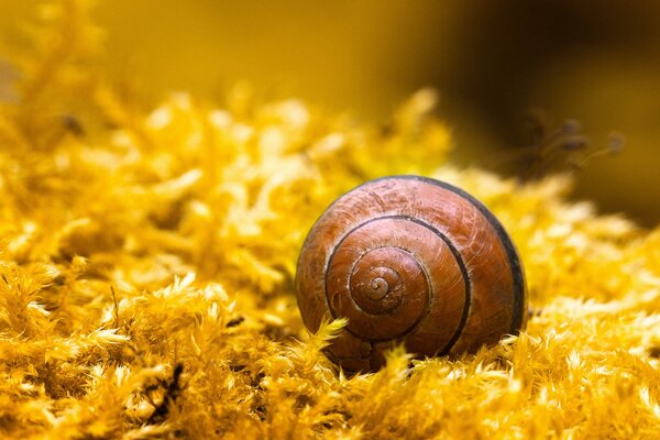 Caracol escondido en una concha espiral