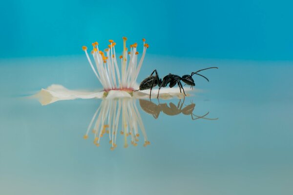 Woda kwiat mrówka odbicie