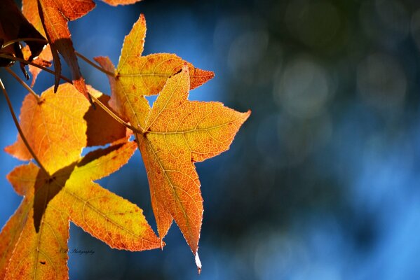 Yellowed maple leaves on a blue background