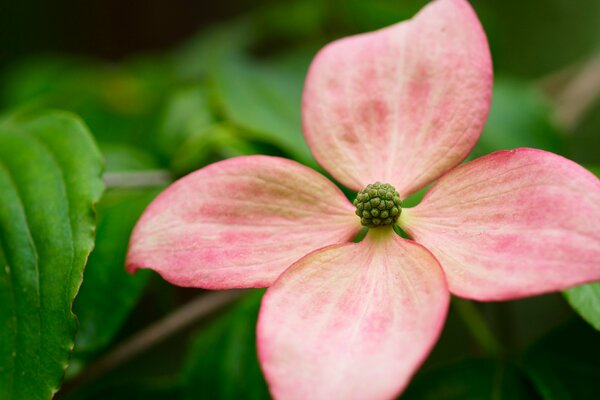 Rosa Blütenblätter auf grünen Blättern