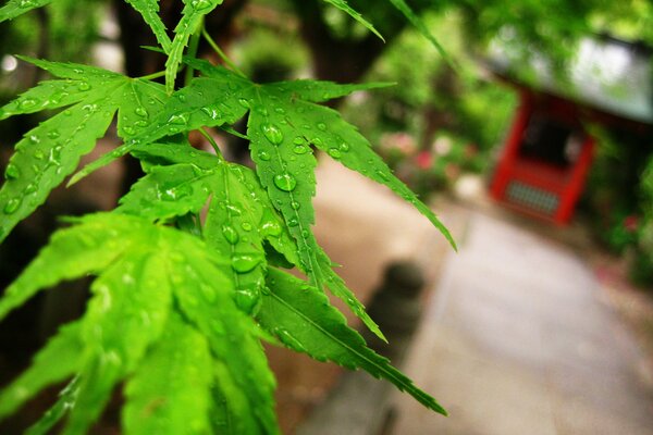 An unusual plant in the yard of Japan