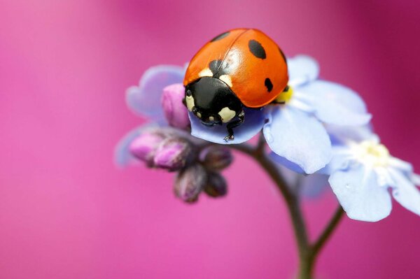 Coccinella sul fiore macro