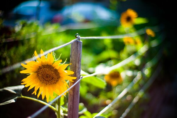 Yellow sunflower near the fence