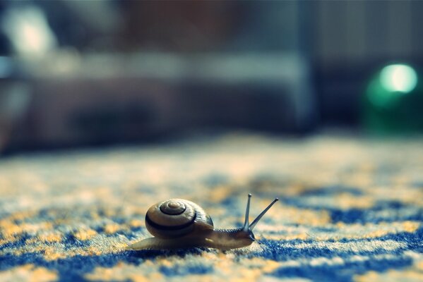 A little snail got lost in the pile