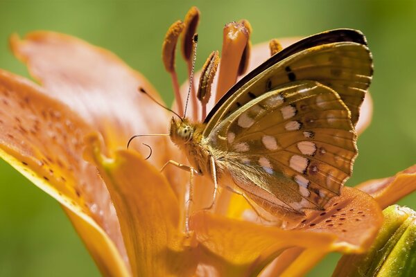 Hermosa mariposa en flor de naranja