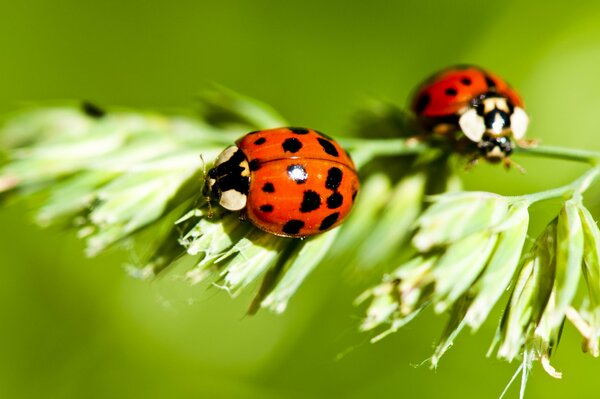 Ladybugs on a twig