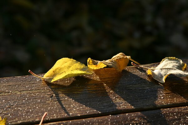 Yellow leaves on a board covered with frost