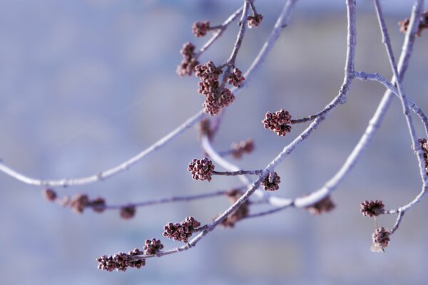 Knospen an weißen Zweigen