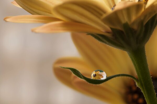 A drop of water on a flower leaf