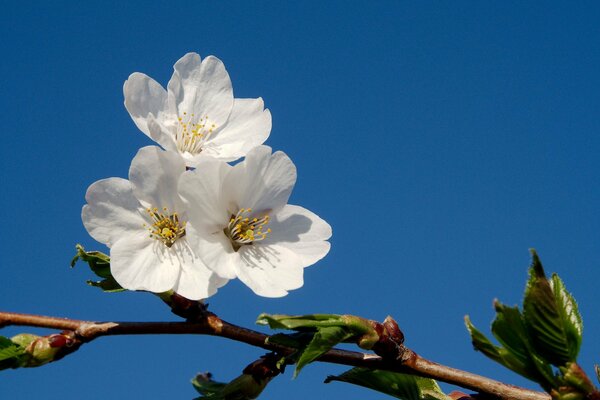 A branch of a blooming fruit tree on a blue background