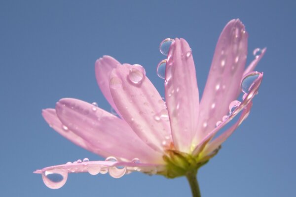 Dew on a pink flower. Morning