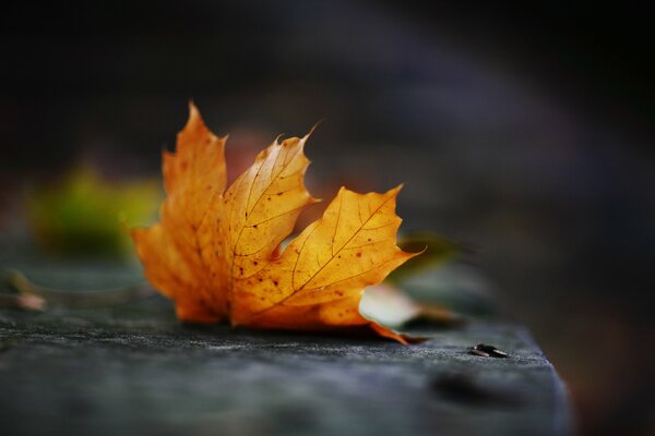 October multicolored maple leaves