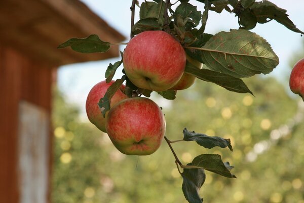 Branche avec des pommes pendantes