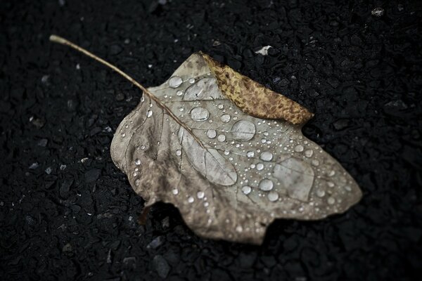 Gouttes d eau sur une feuille d automne