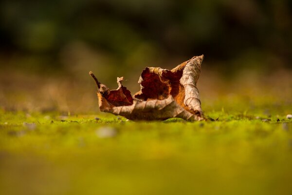 Dry autumn leaf on the field