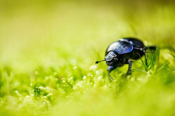 A black beetle on the green grass