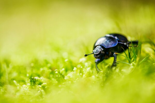 Coléoptère noir sur l herbe verte