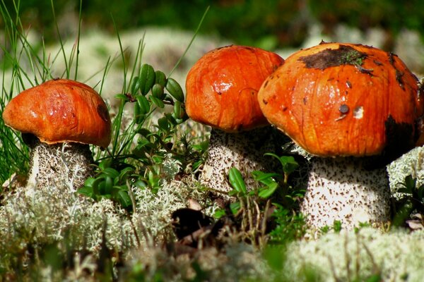 Photo de Champignons-photo macro d un podosinovika