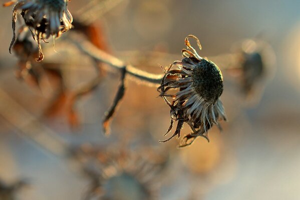 A dried flower in macro photography